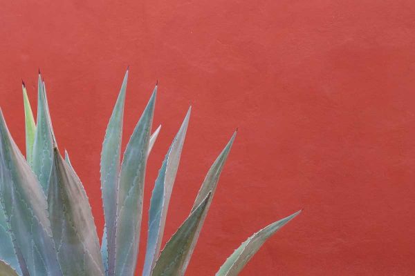 Mexico Agave plant next to colorful wall